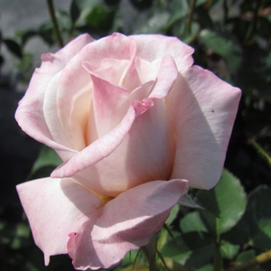 Ruža čajevke - Ruža - Anniversary Waltz™ - 